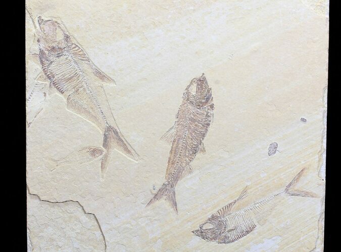 Diplomystus & Knightia Fossil Fish Association - Wyoming #75980